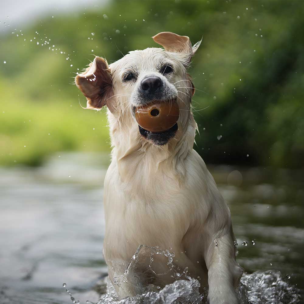 Gnugga bollen hund leksak: M