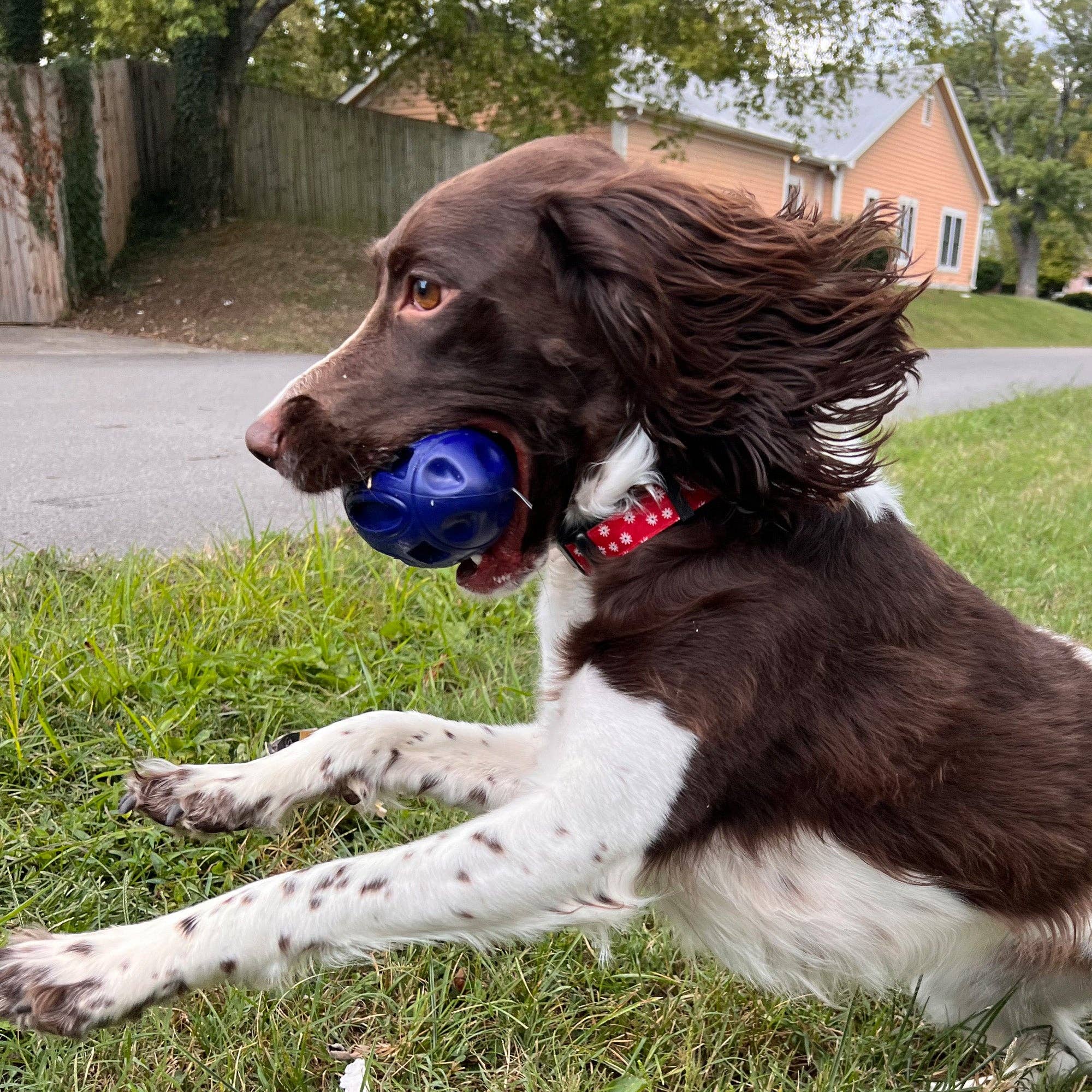 Camping With Dogs and AlphaPak - Chewie Squeak Gummi Fotboll