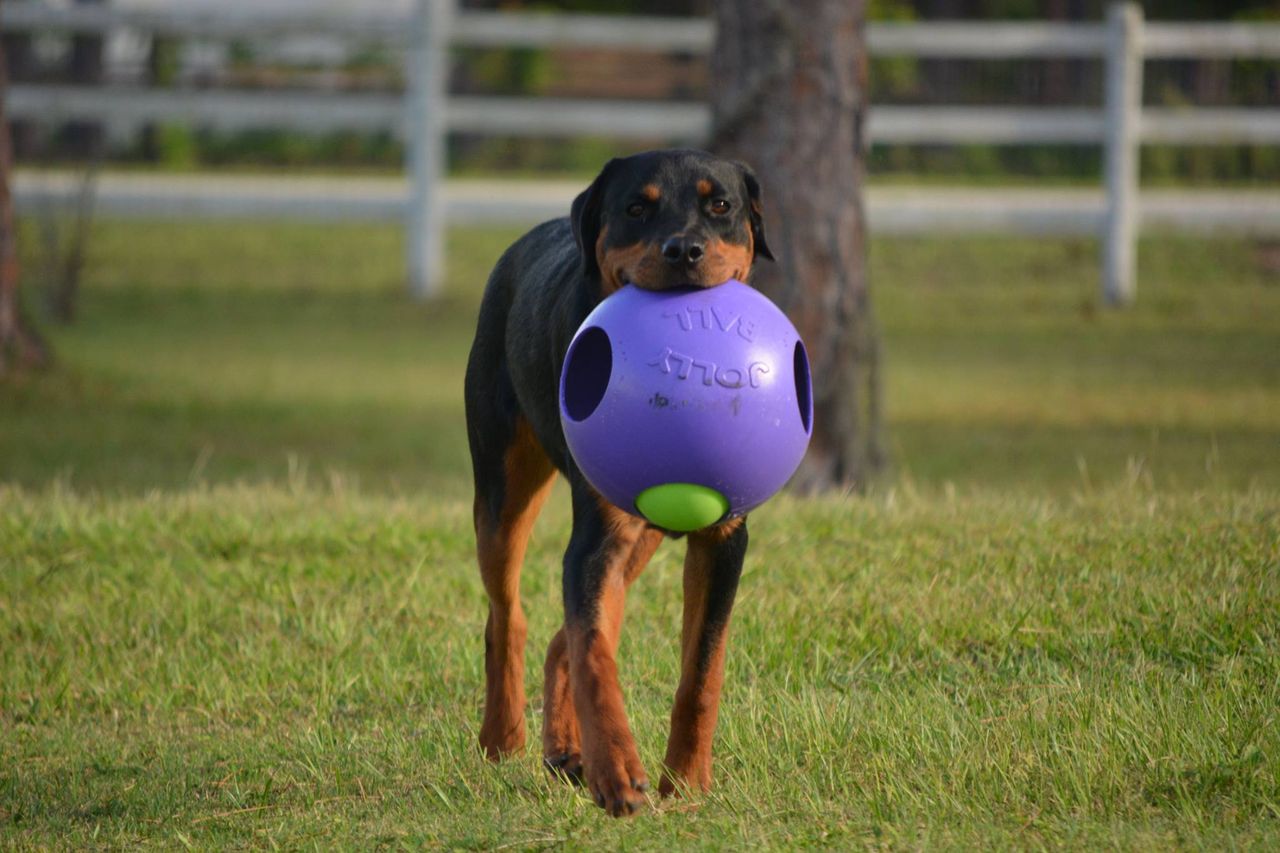 Teaser Ball – Slitstark hundleksak | Hundboll för starka hundar