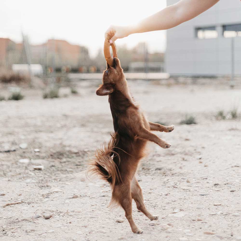 Rub flyga hund leksak: L
