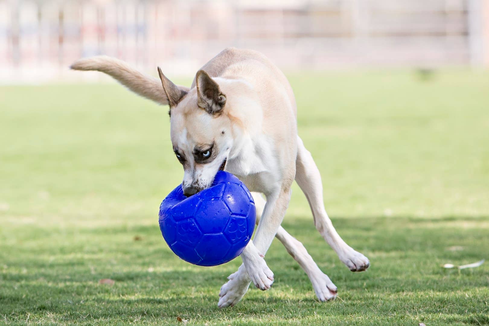 Jolly Fotboll 15 cm oceanblå – flytande hundboll för apport och lek