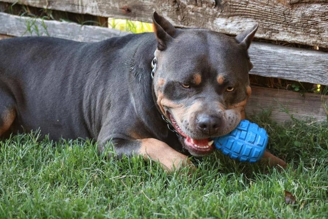 K9 Granat – Blå | Extremt hållbar tuggleksak för starka käkar