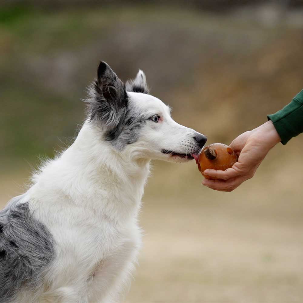 Gnugga hål hund leksak: M