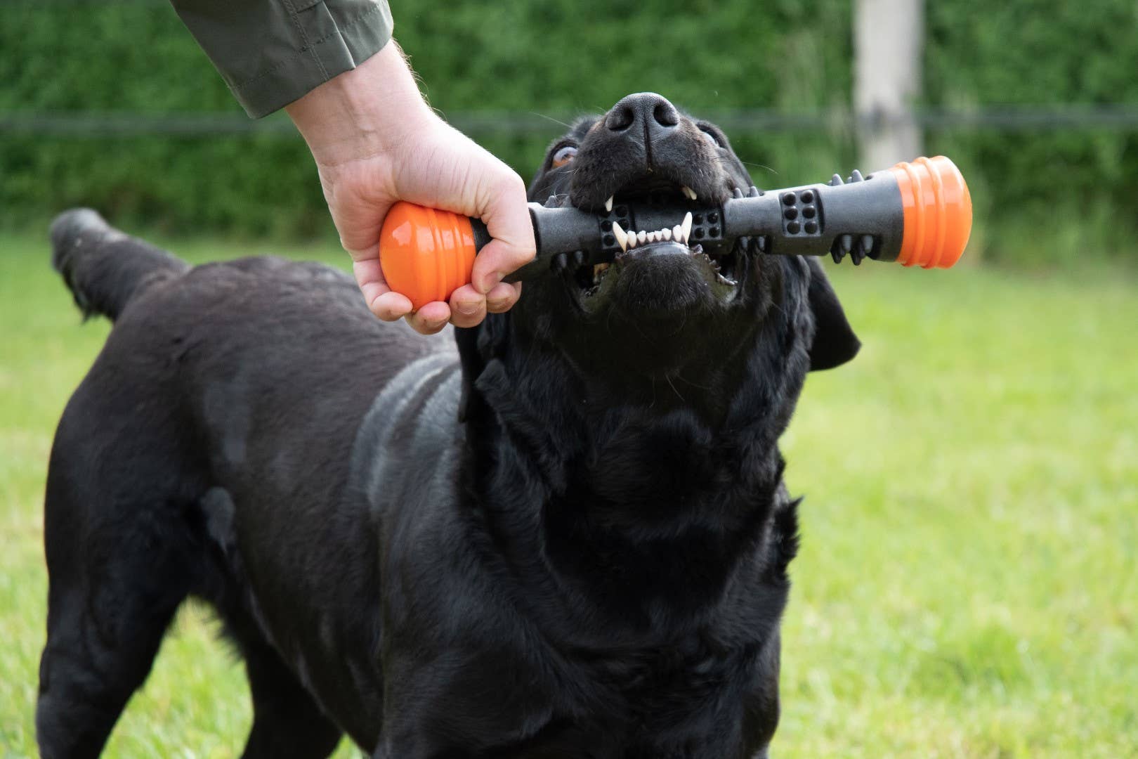 Dog Comets Meteor kastpinne orange L