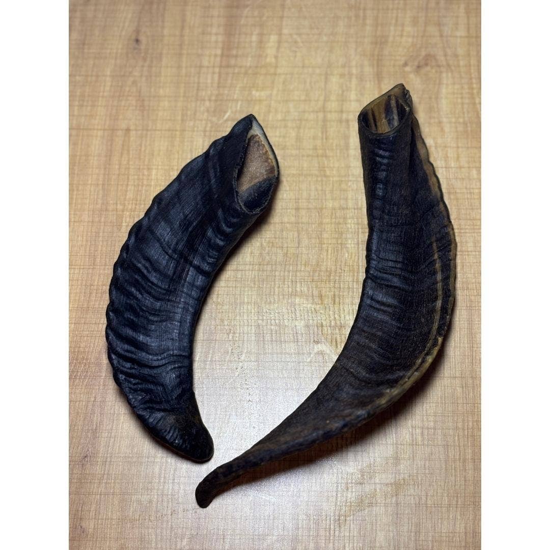 LE COCON DE CESAR - Får horn: M (101-200gr)