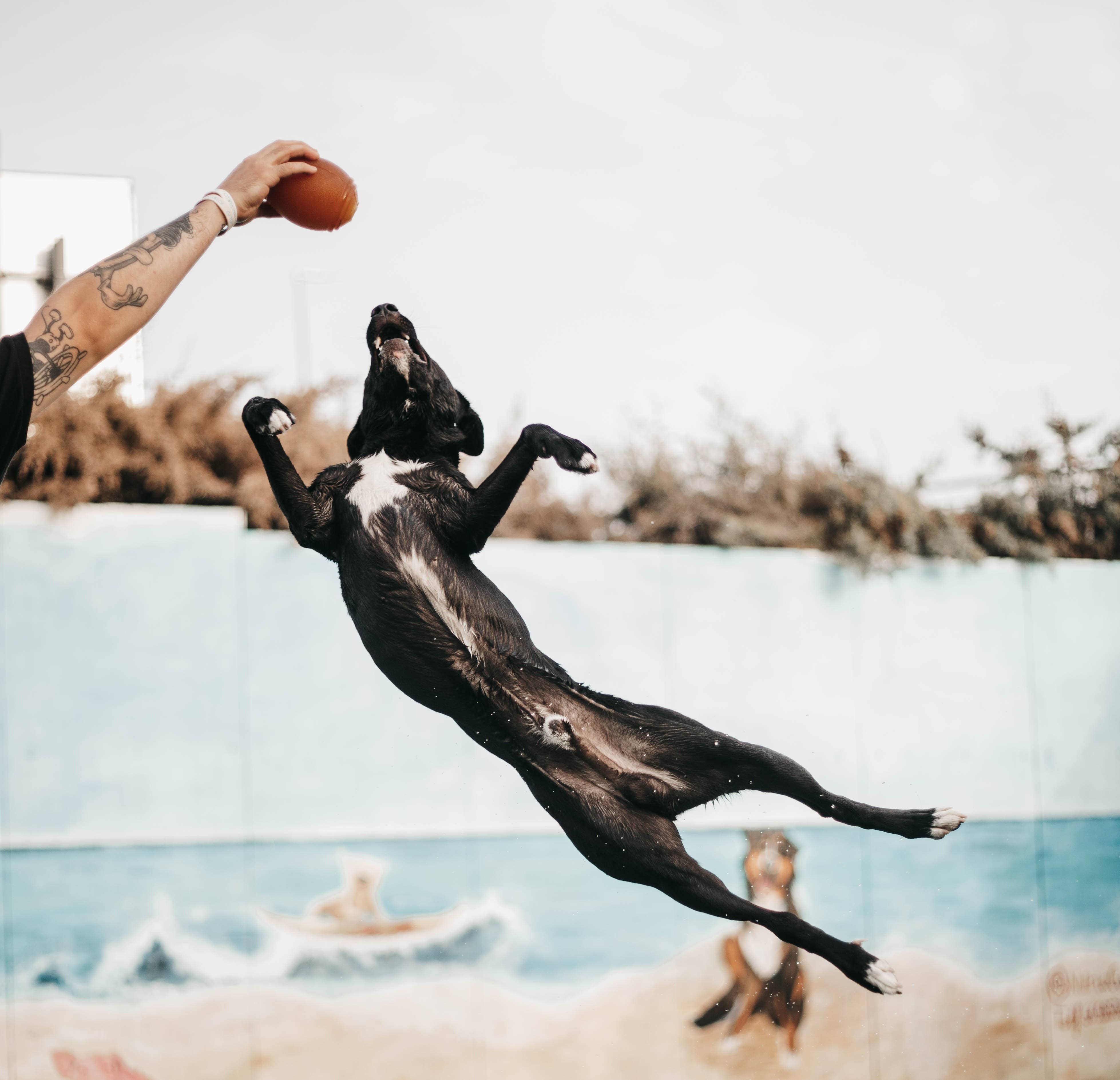 Rub Amerikansk Fotboll Hund Leksak - L