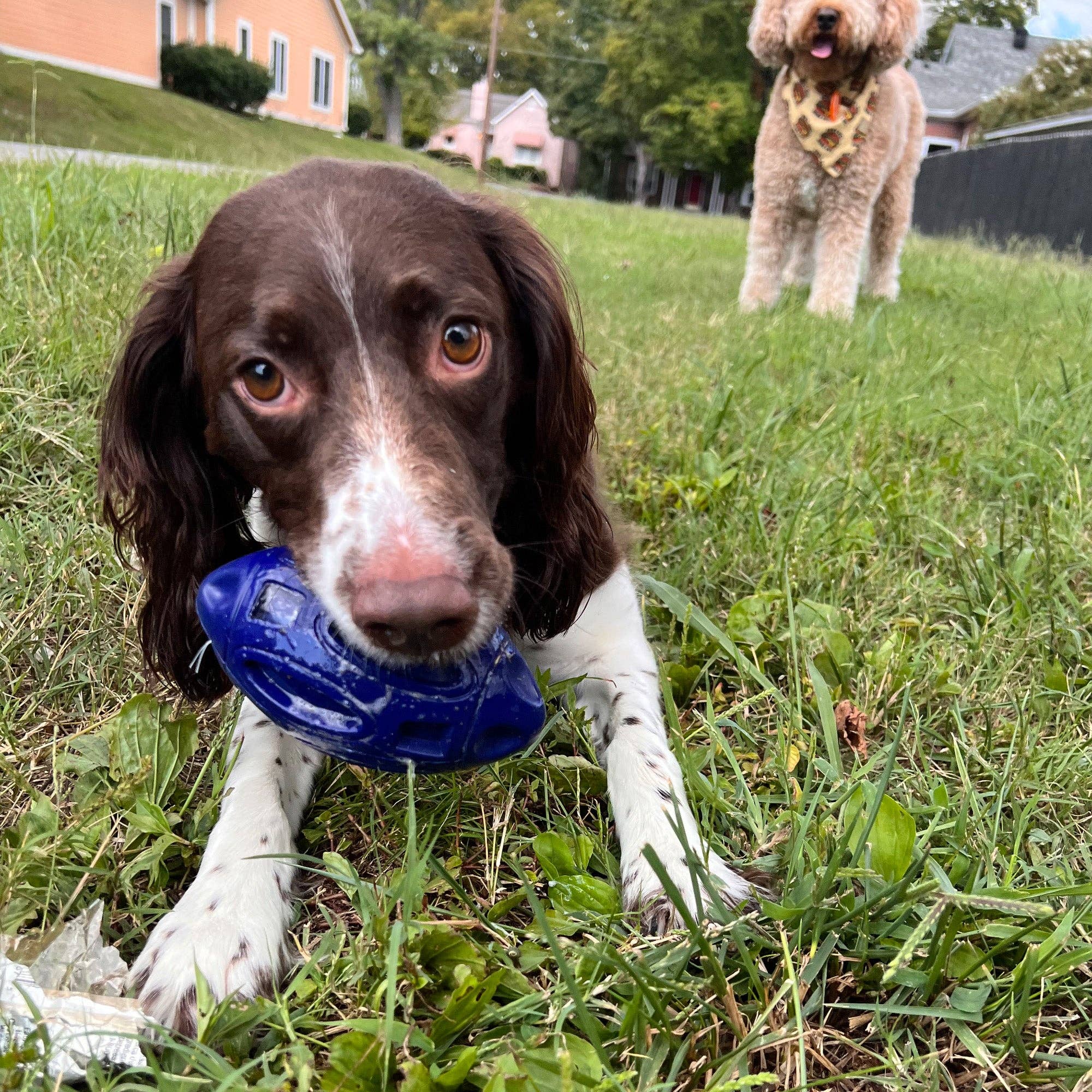 Camping With Dogs and AlphaPak - Chewie Squeak Gummi Fotboll