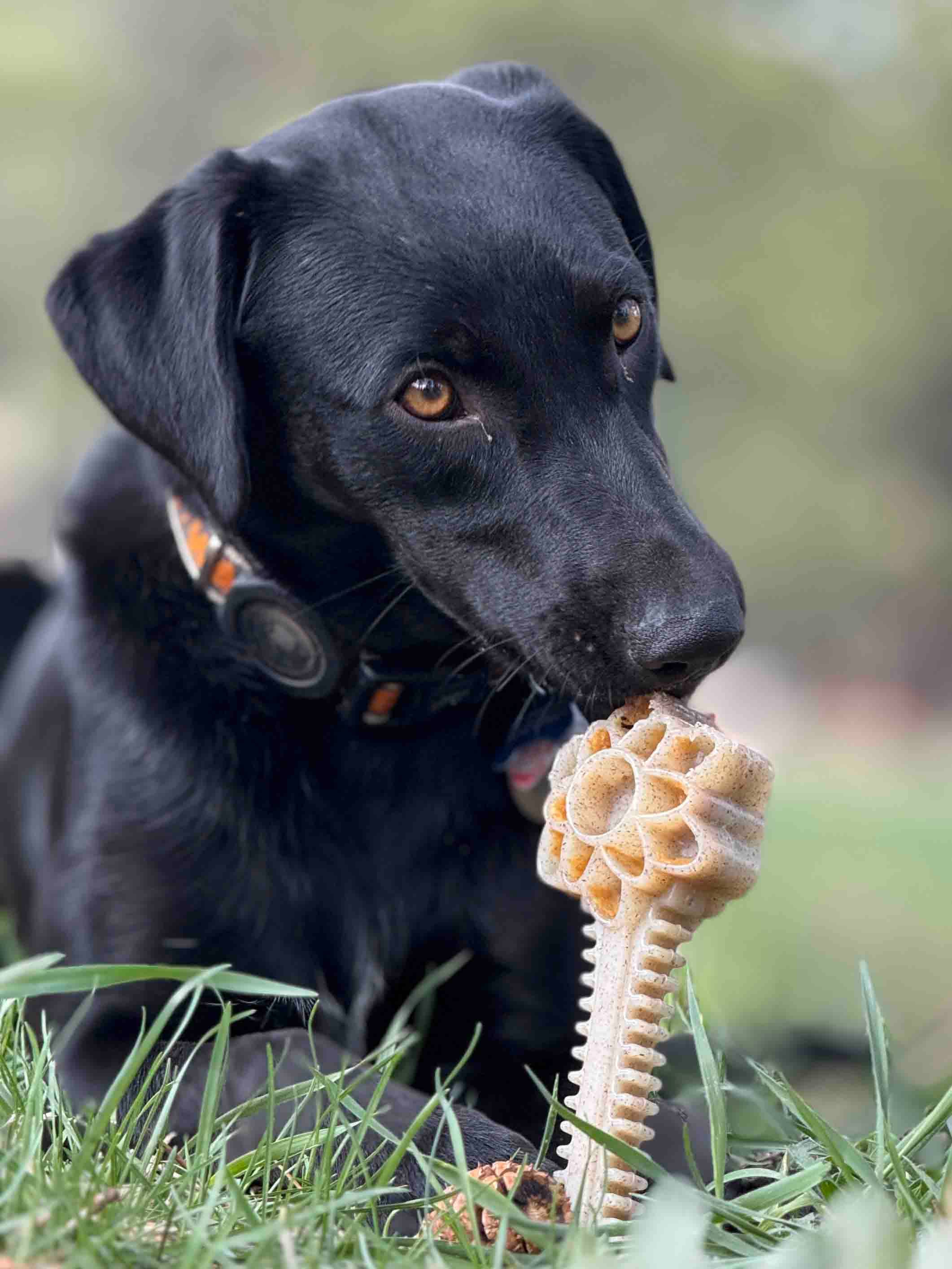 SodaPup Dog Toys - Honey Bone Dental Flower Tower eChew Ultra Hållbar Nylon Hundtuggleksak - XL: Blomtorn - XL