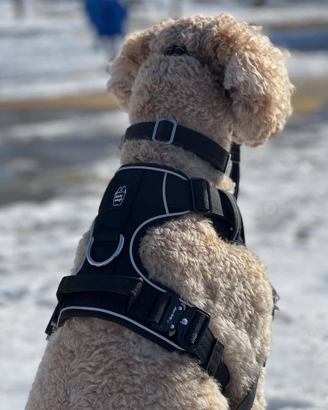 Bully Wags - Heavy-Duty Everyday Harness - Svart: Svart / X-Large