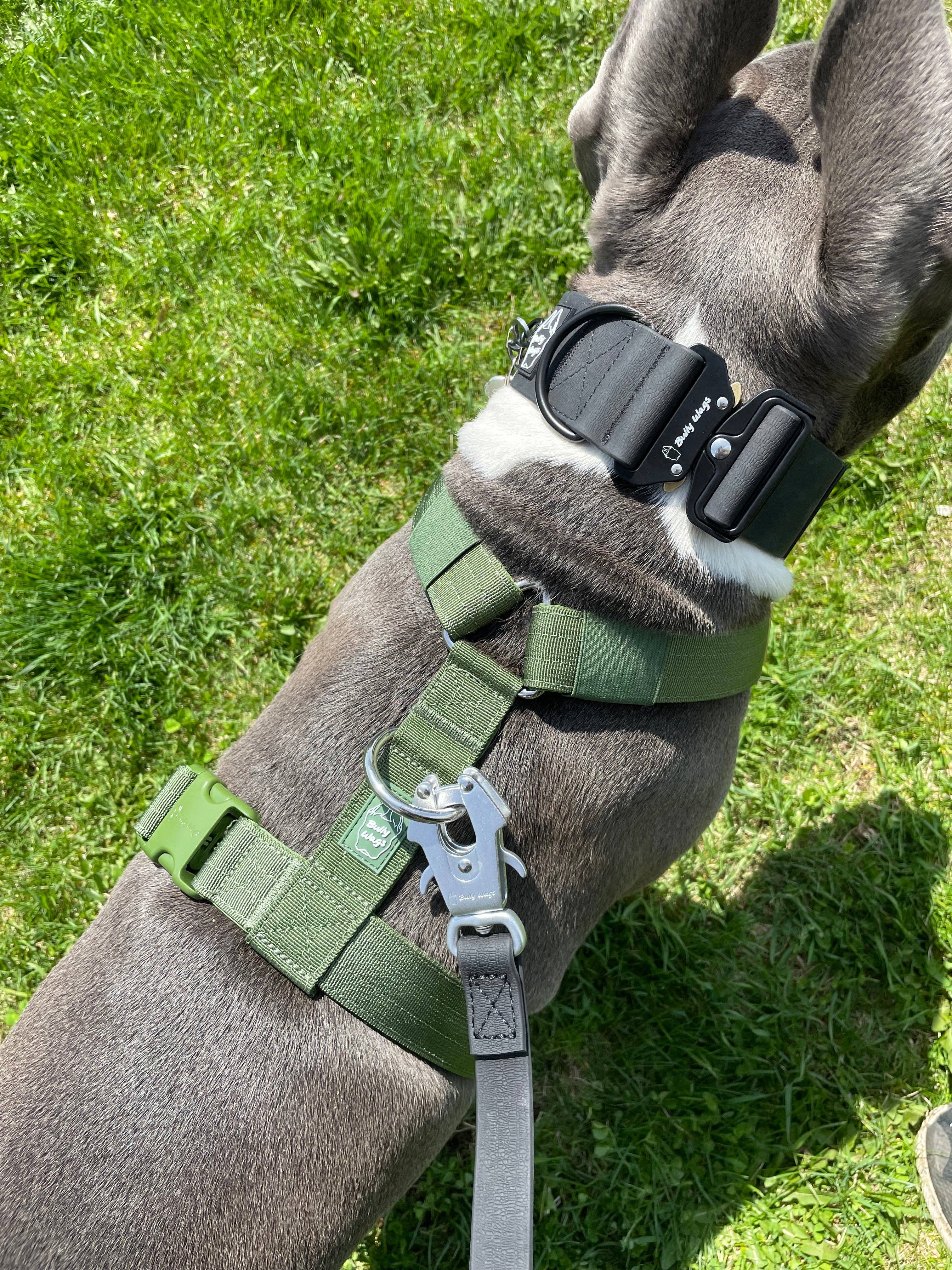 Bully Wags - Y Strap Äventyr Sele - Kaktus Grön: Kaktus Grön / Liten