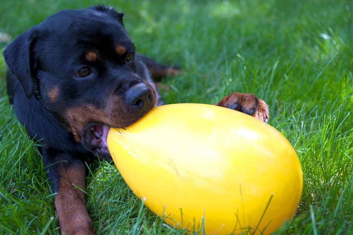 Jolly Egg 20 cm gul – interaktiv hundleksak för jakt, lek och vatten
