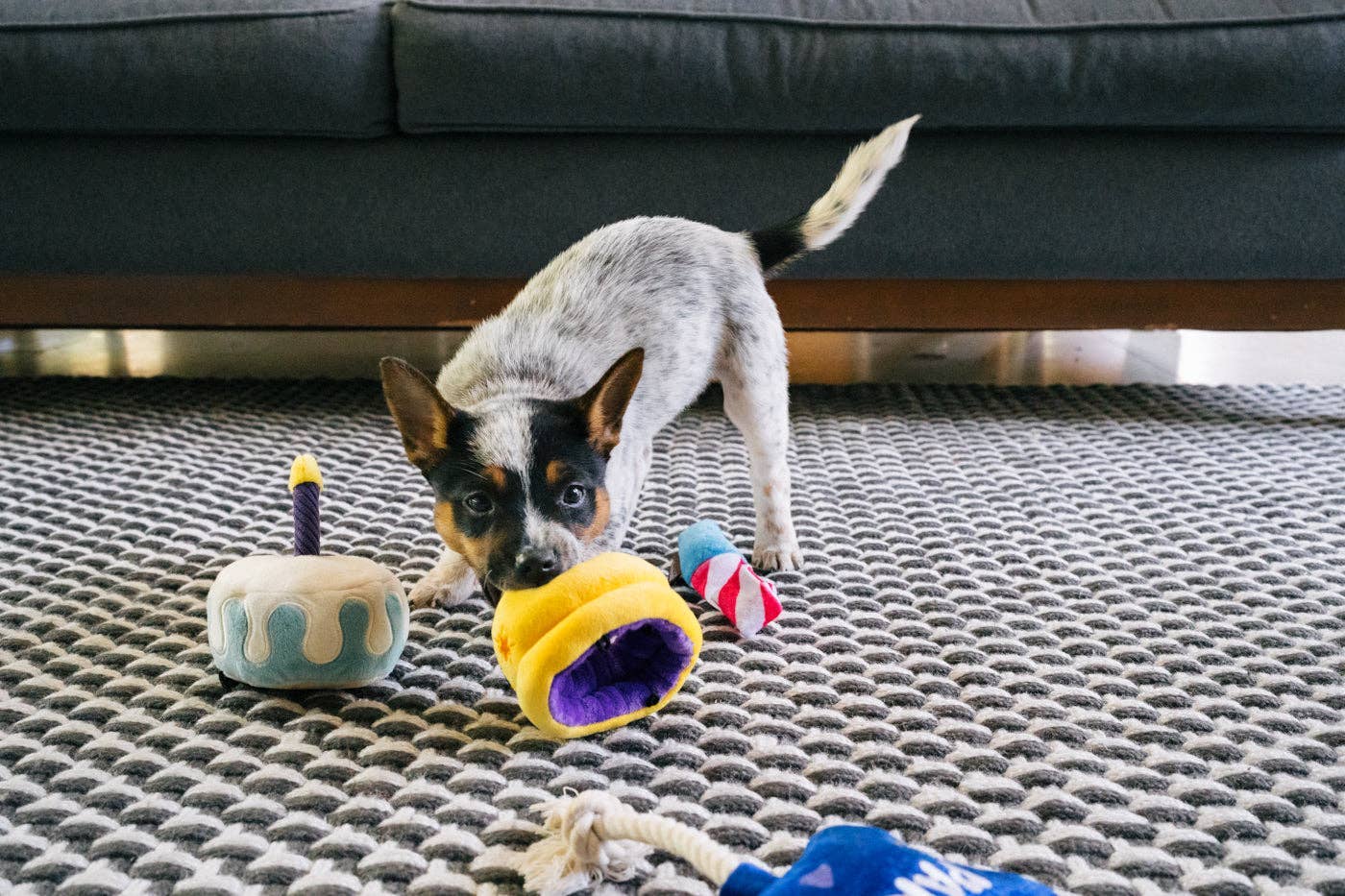 P.L.A.Y. Mini Party Time Canine Crown – Krona för Hund