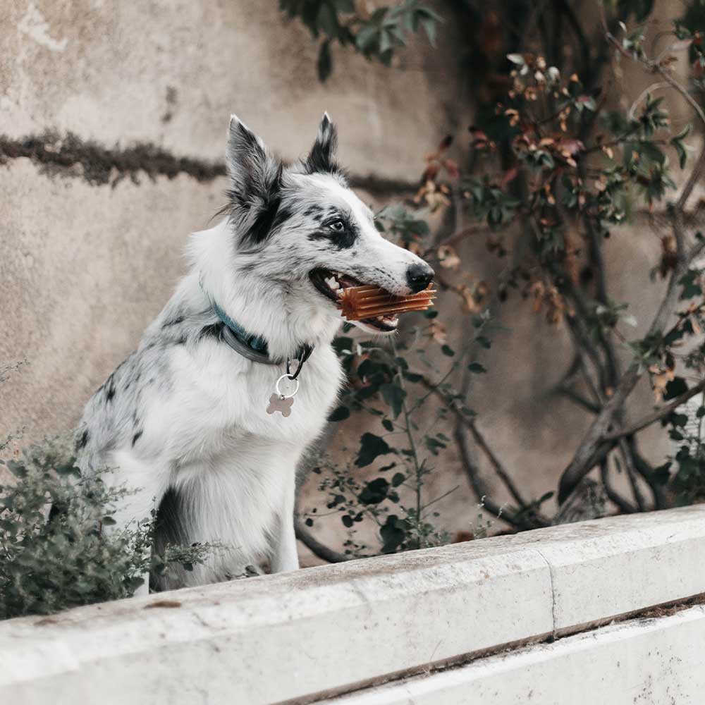 Gnugga Bitring ren hund leksak