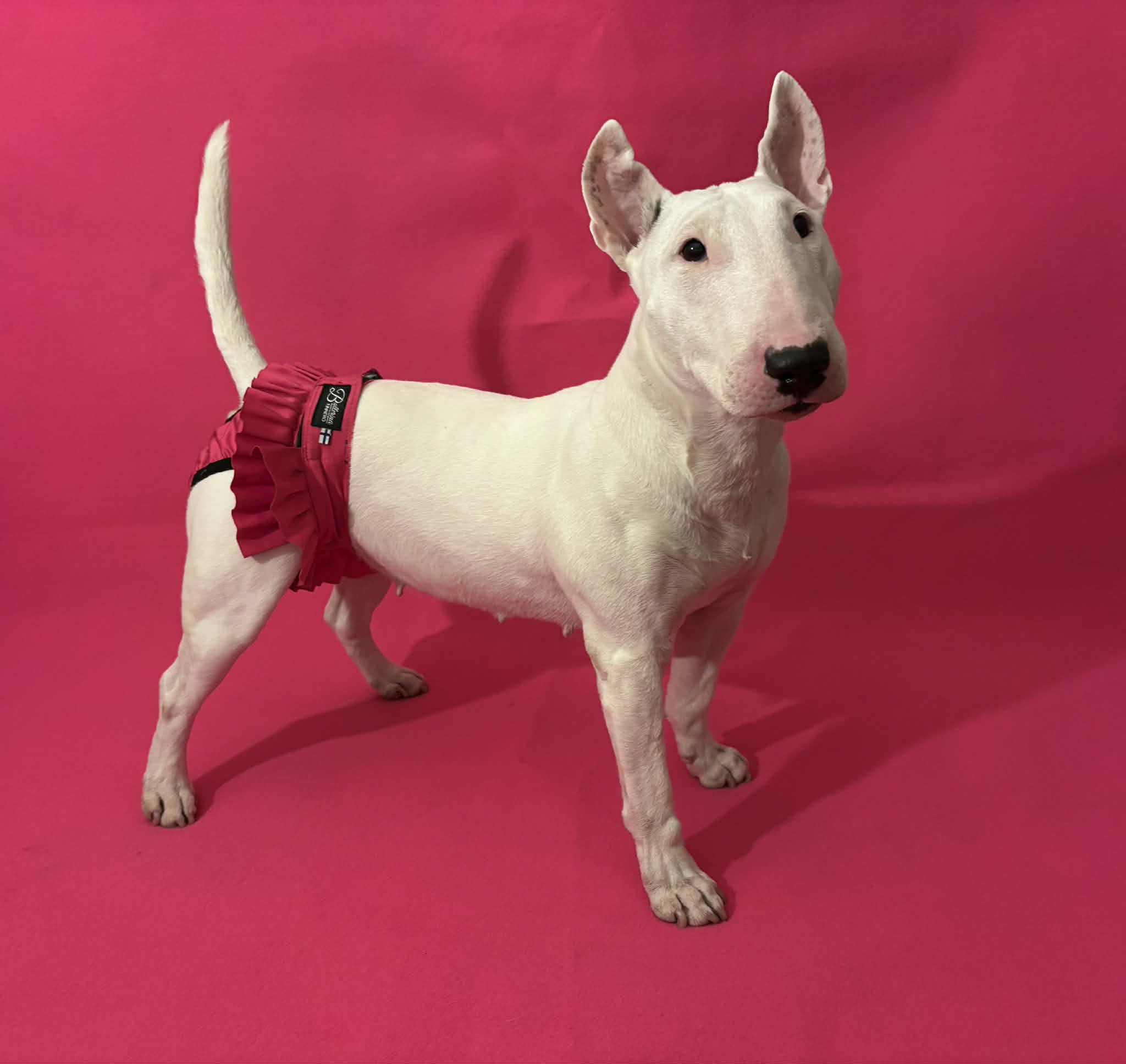 FINNERO BALLERINA Hundhygienbyxor – Rosa | Tvättbara tikskydd