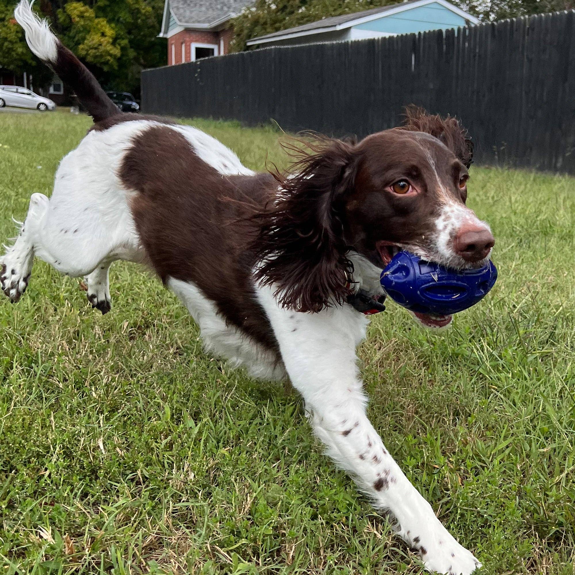 Camping With Dogs and AlphaPak - Chewie Squeak Gummi Fotboll