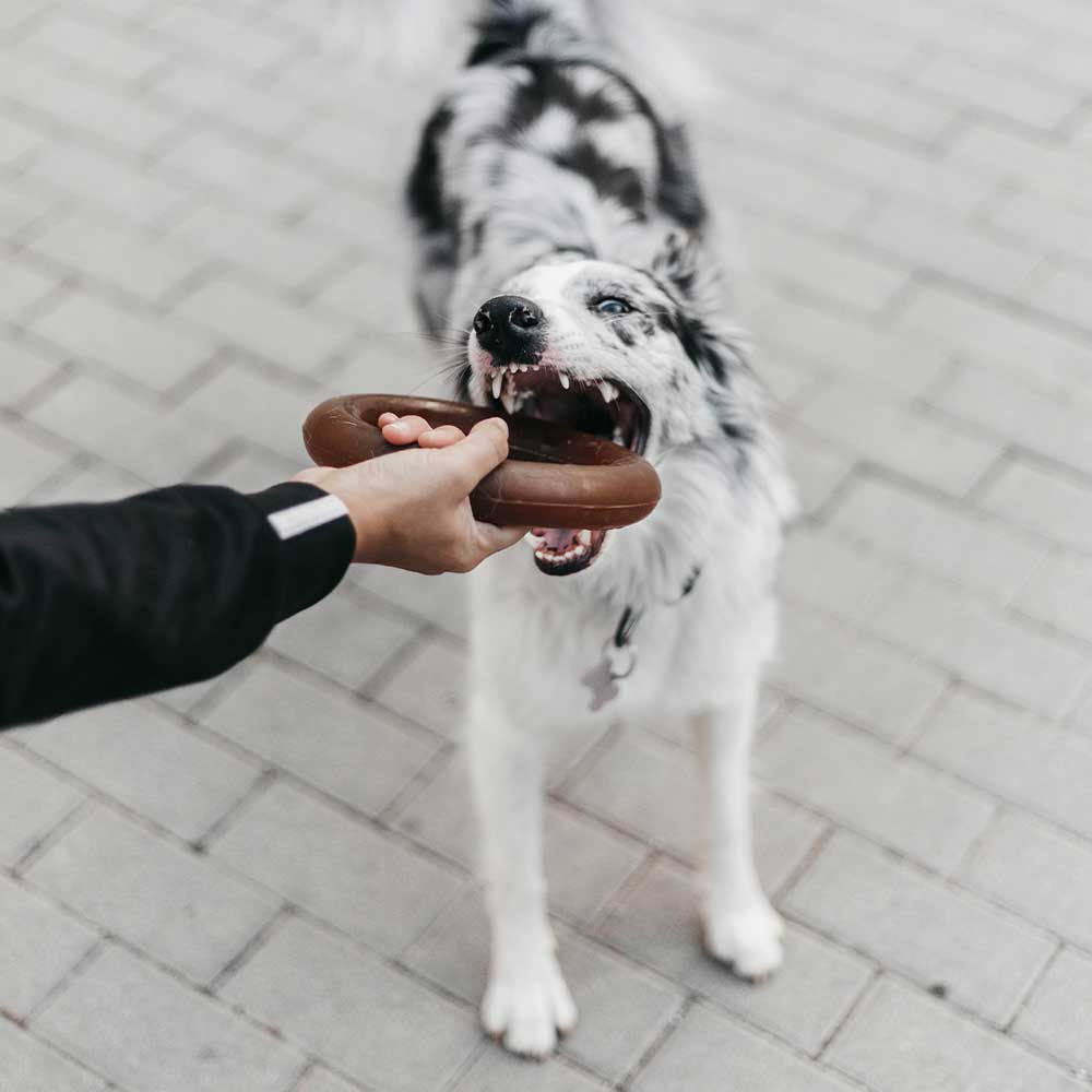 Gnugga Bite Hund Leksak: L