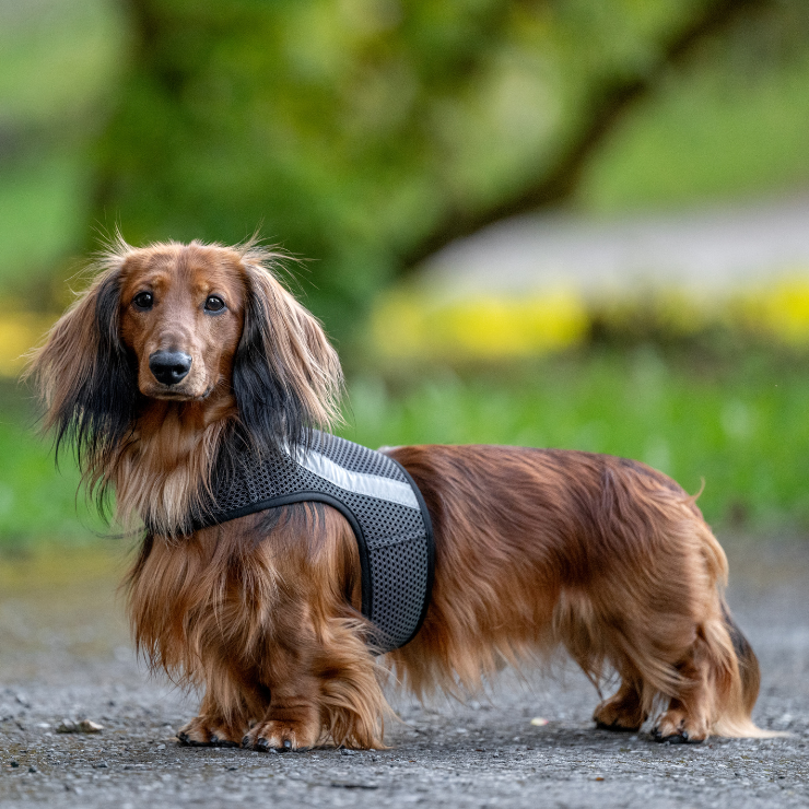 GLOW – Helreflekterande reflexväst för hund med regnbågseffekt