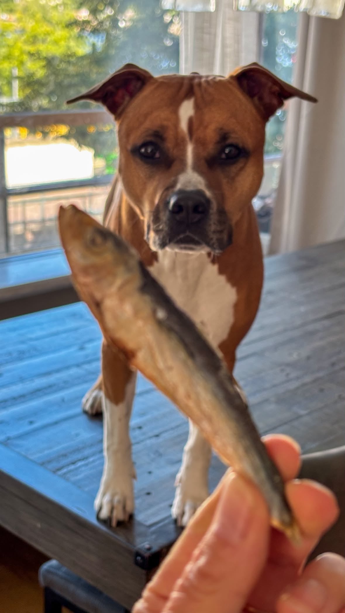 Frystorkade Sardiner för Hund – Naturligt Fiskgodis