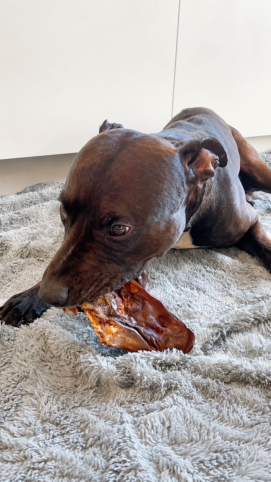 Tugg av hästhuvudshud – naturligt hundtugg av 100 % häst