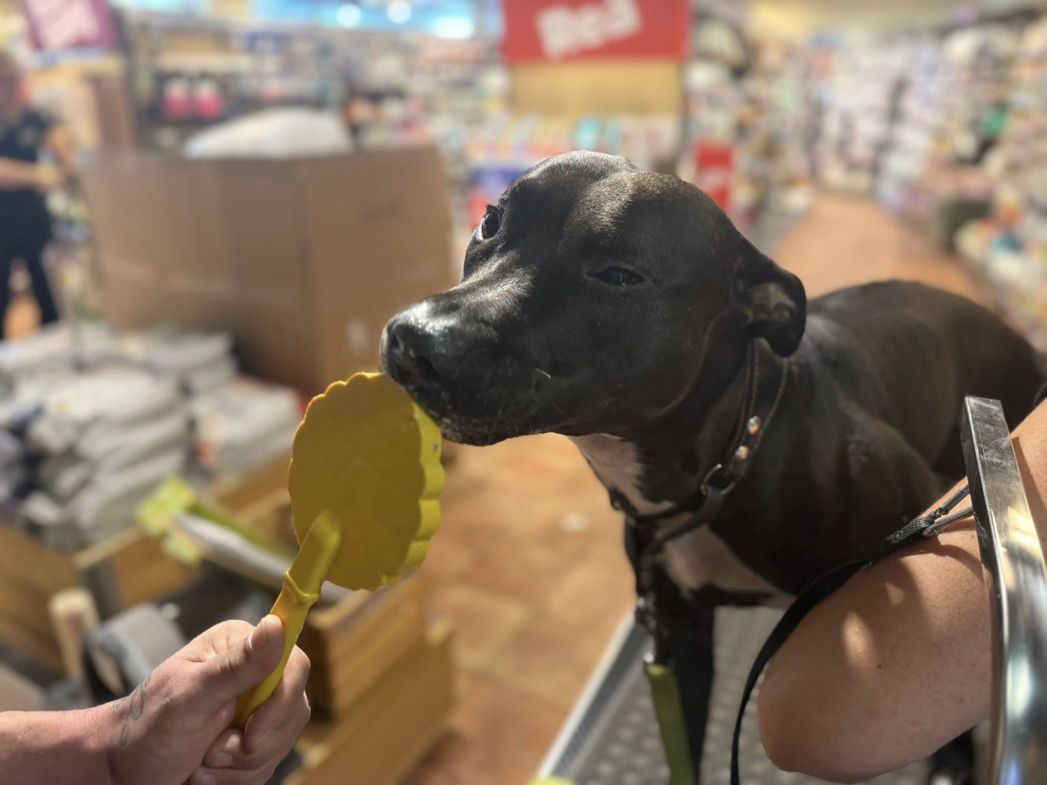 Bikupa slickpinne gul – SodaPup Lick Stick för hund