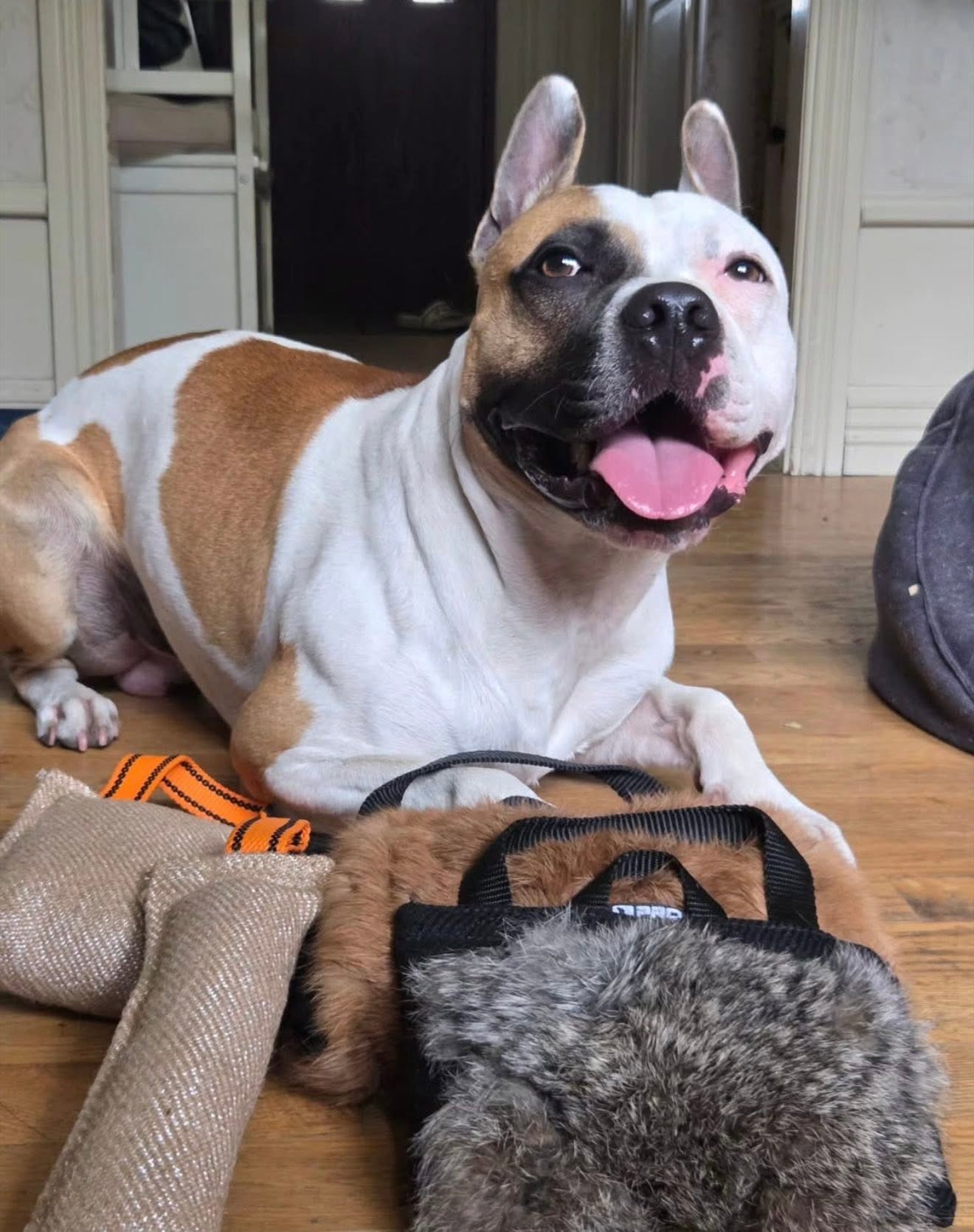 Stor kampkudde med kaninskinn för hund | Bitkudde & belöningsleksak