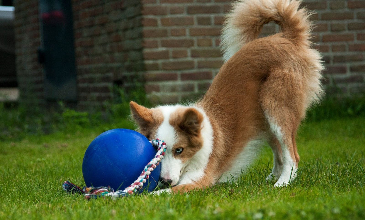 Jolly Ball Romp-n-Roll 15 cm orange – tålig hundboll med rep och vaniljdoft